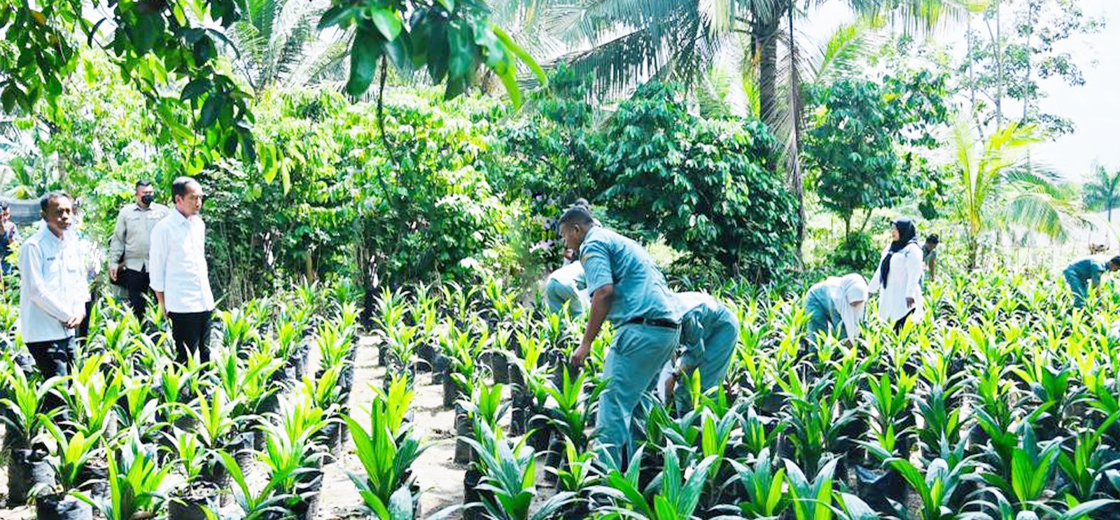 Siswa Praktik Pembibitan Kelapa Sawit di Lahan Sekolah