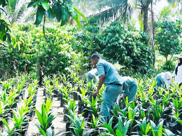 Siswa Praktik Pembibitan Kelapa Sawit di Lahan Sekolah