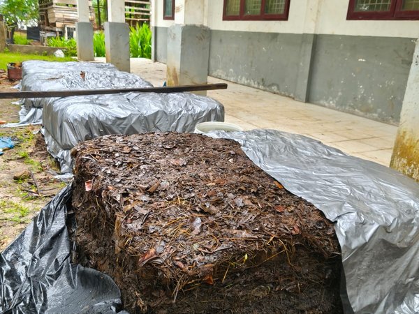 Projek P5: Siswa Olah Limbah Pelepah Sawit Menjadi Kompos