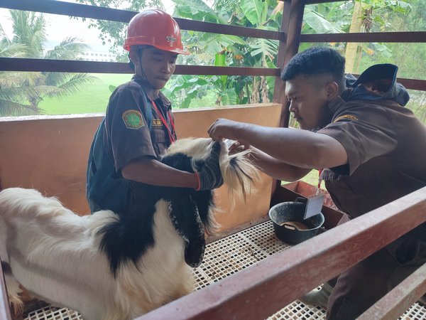 Agribisnis Ternak Ruminansia