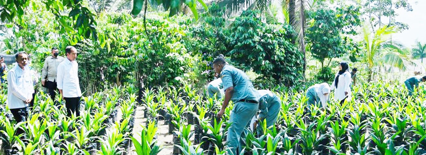 Praktik Langsung di Lahan Pembibitan Sekolah